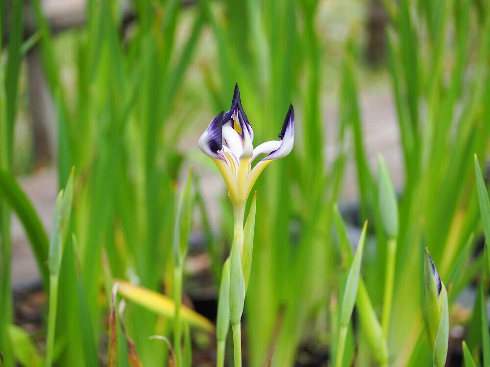 P6120035 - コピー.jpg