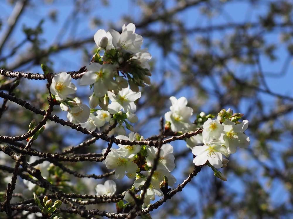 P3170361 - コピー.jpg