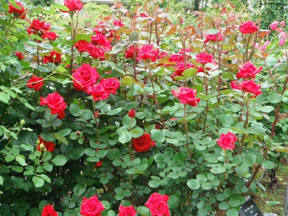 DSCF1118 - コピー.jpg