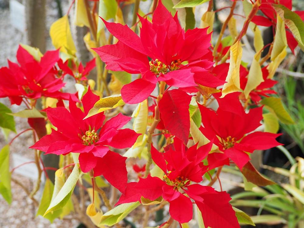 PC110194 - コピー.jpg