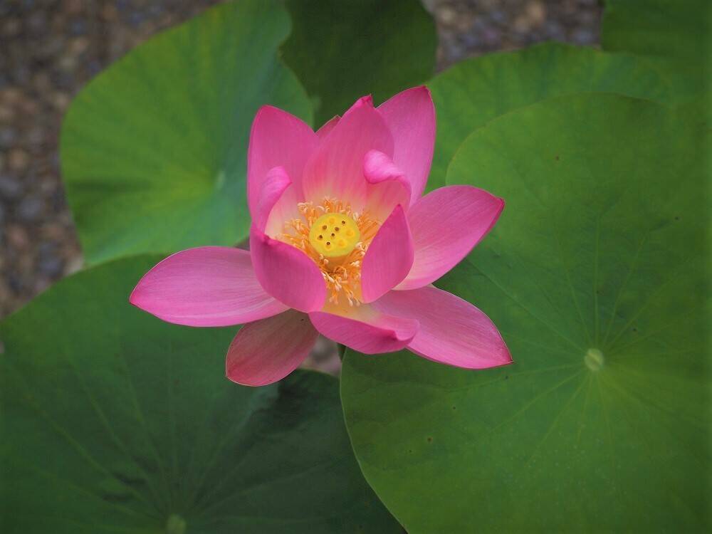 P6160044 - コピー.jpg