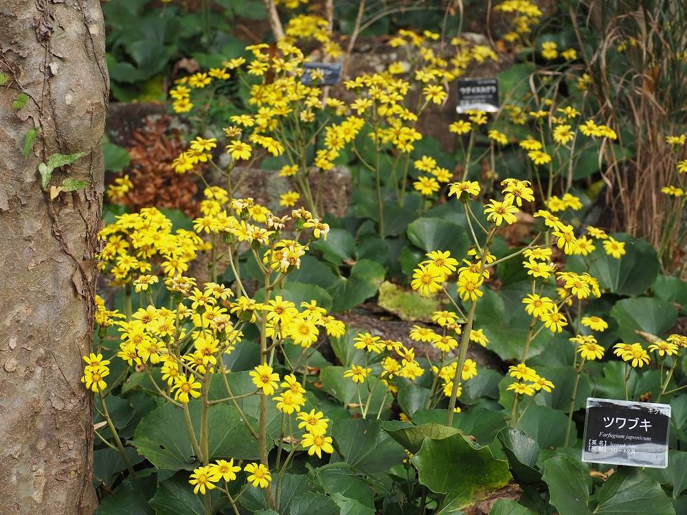 PB270169 - コピー.jpg