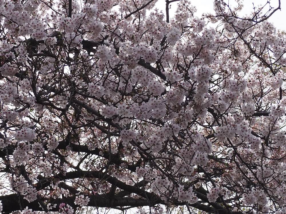 P4020535 - コピー.jpg