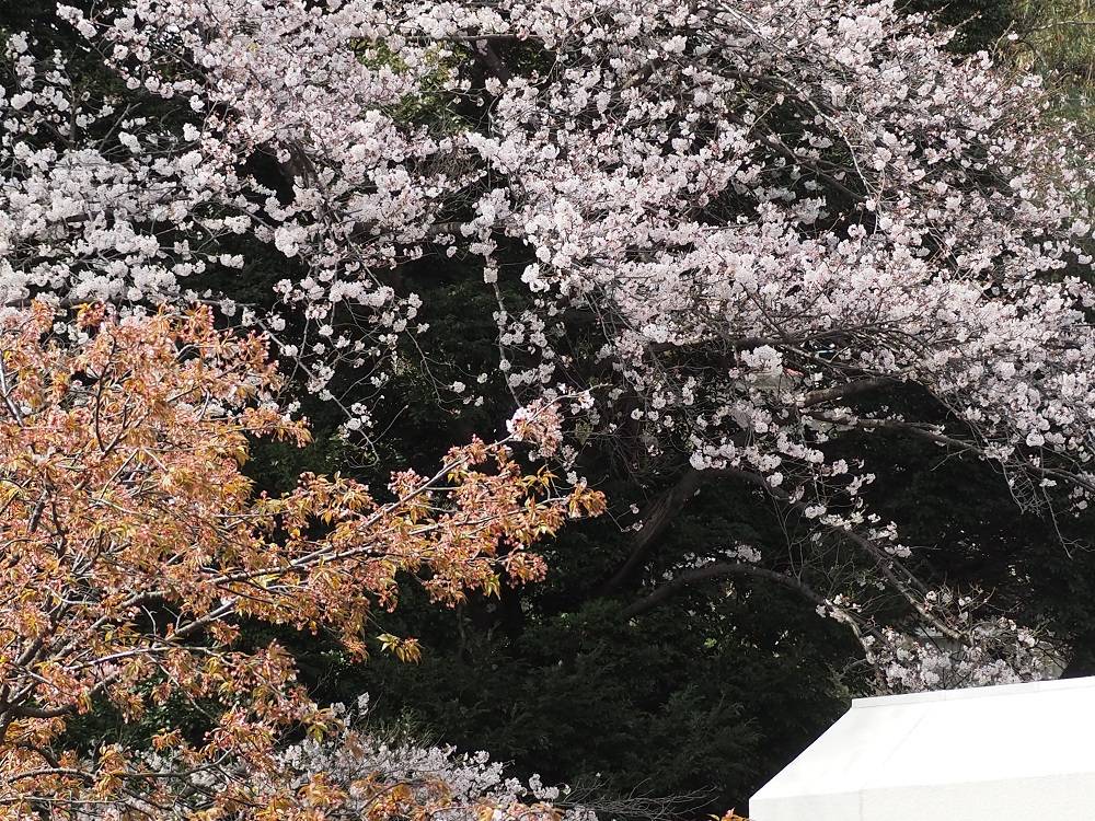 P3280578 - コピー.jpg