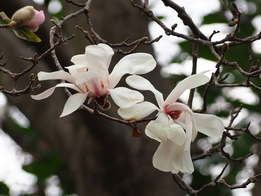 P3260533 - コピー.jpg