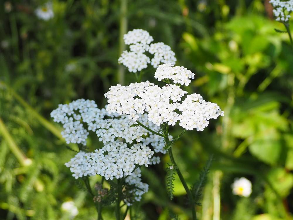 P5310501 - コピー.jpg