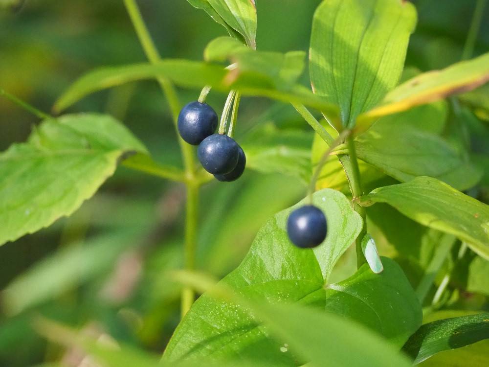 PA210169 - コピー.jpg