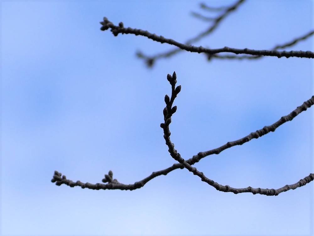 P3020507 - コピー.jpg