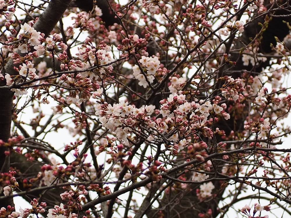 P3260550 - コピー.jpg