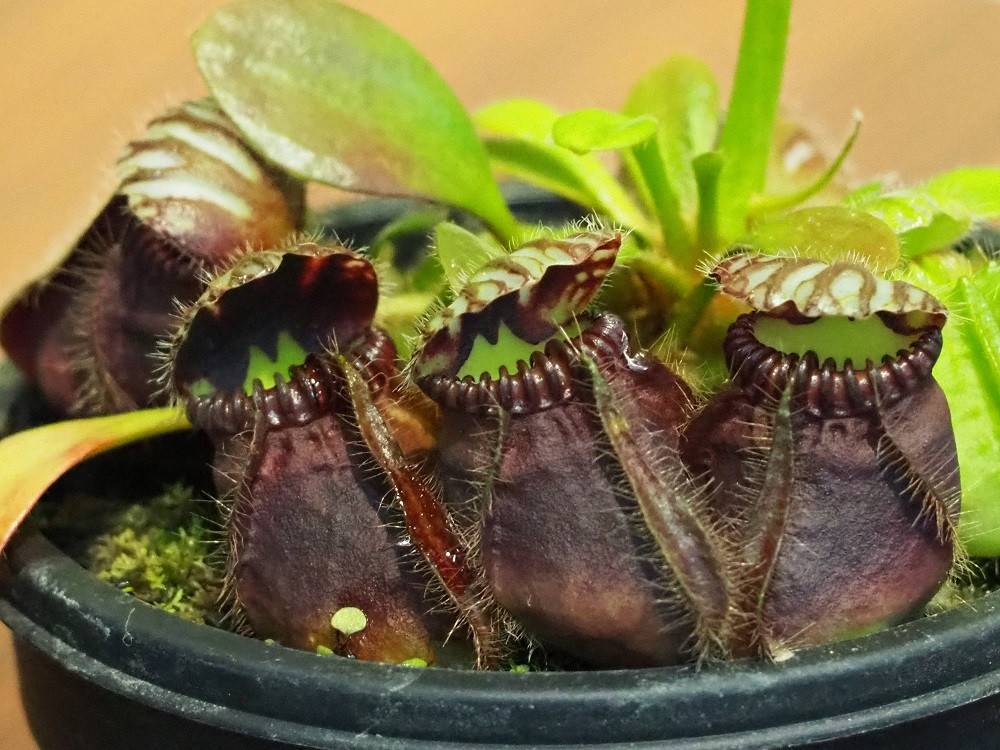 P6290544 - コピー.jpg