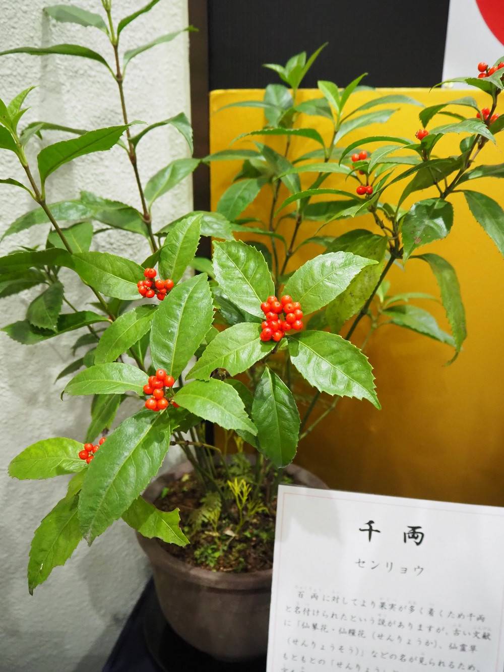 P1050245.jpg