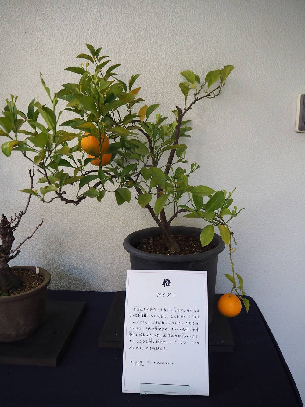 P1050254.jpg