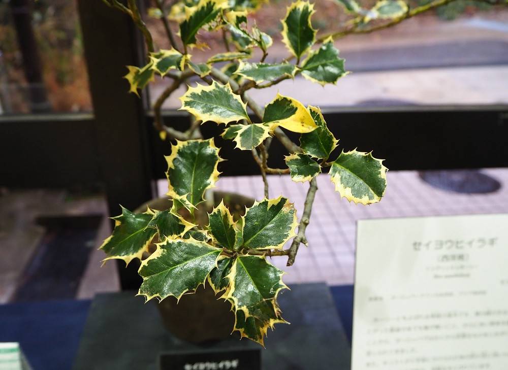 節分です ブログ こども植物園公式サイト 公益財団法人 横浜市緑の協会 節分です ブログ こども植物園公式サイト 公益財団法人 横浜市緑の協会
