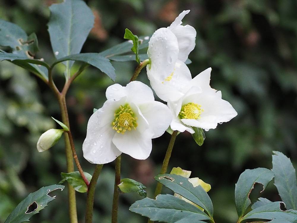 クリスマス ブログ こども植物園公式サイト 公益財団法人 横浜市緑の協会