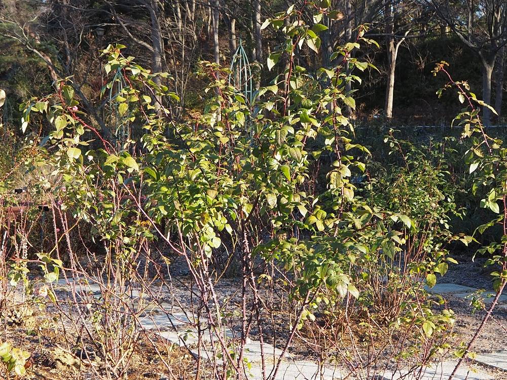 PC280513.jpg