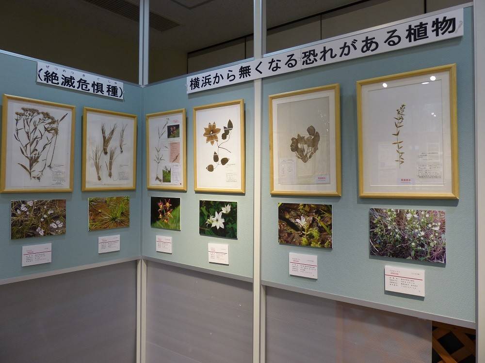植物会展示06.jpg