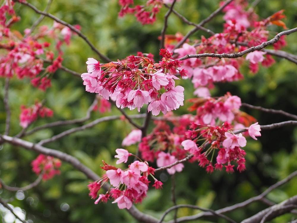 P4050519 - コピー.jpg