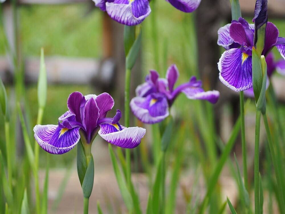 P6120037 - コピー.jpg