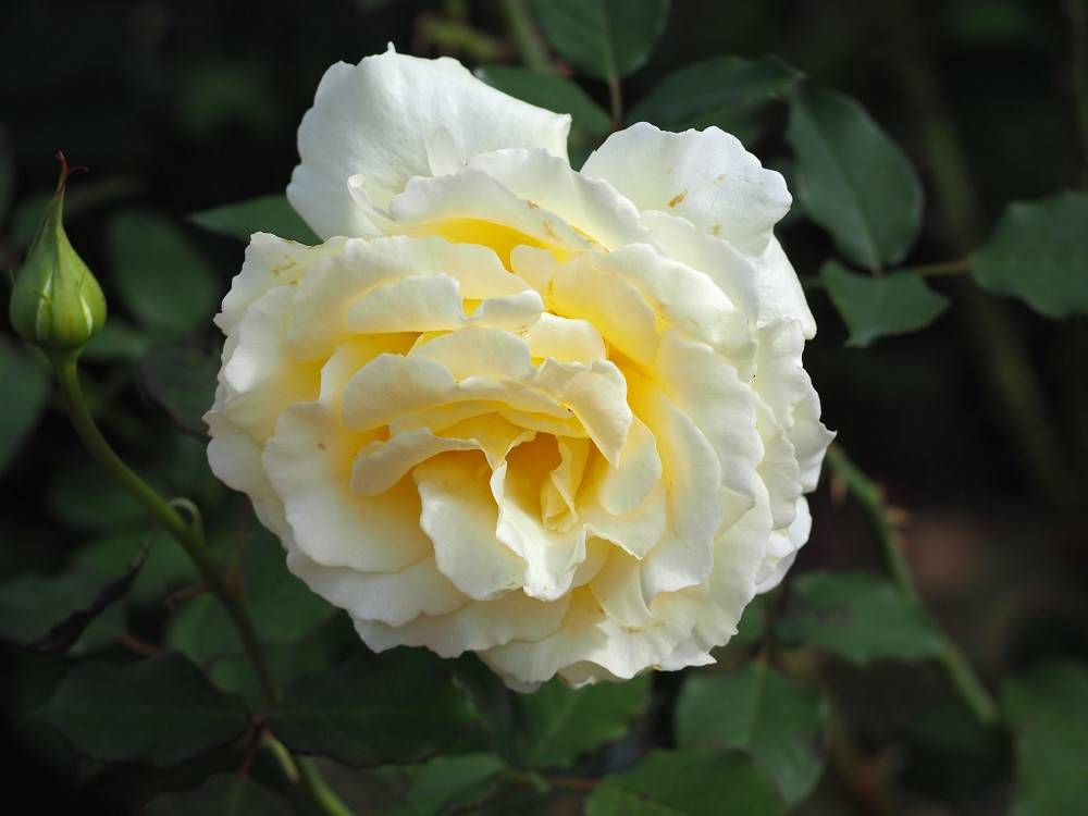 PB020166 - コピー.jpg