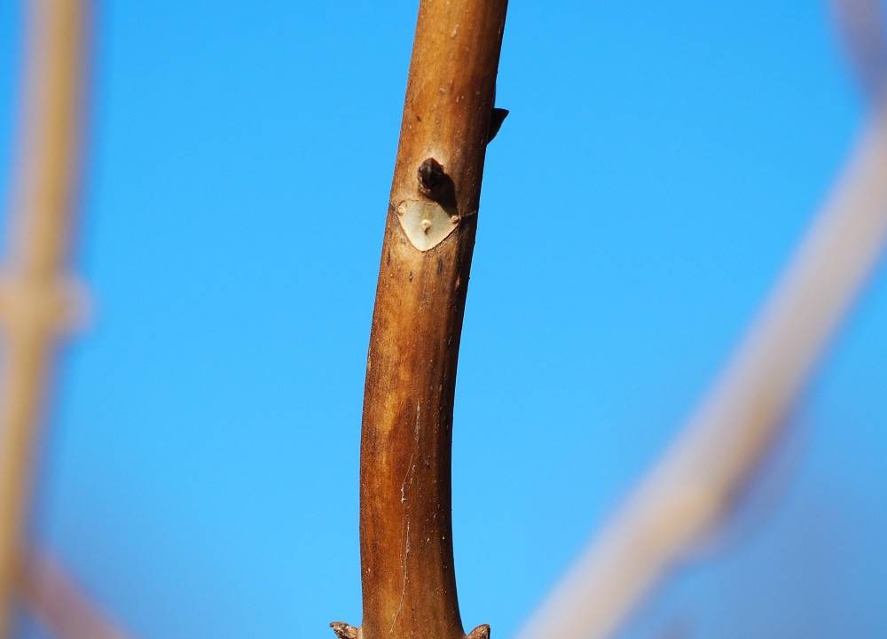 P1090247 - コピー.jpg