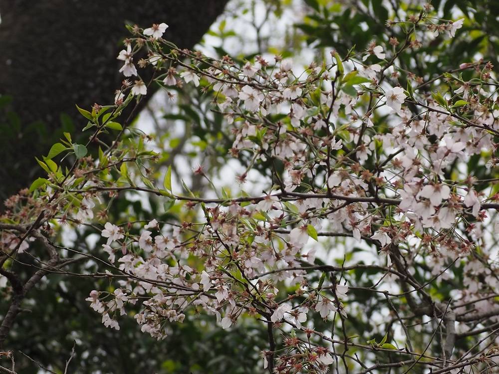 P4050520 - コピー.jpg