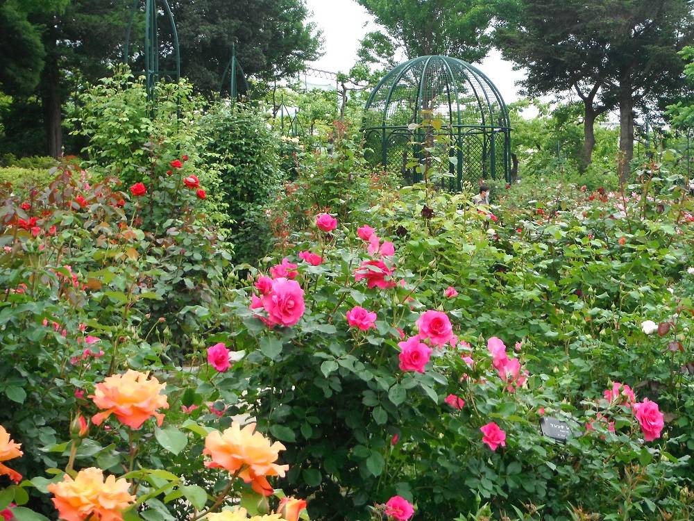 DSCF1117 - コピー.jpg