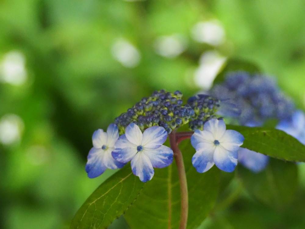 P5220512 - コピー.jpg