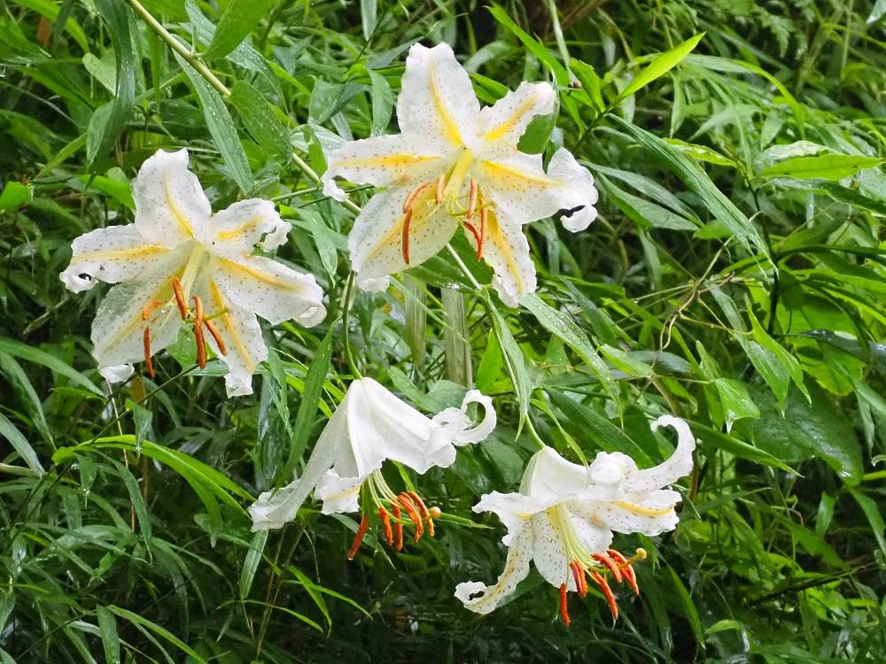 P7130582 - コピー.jpg