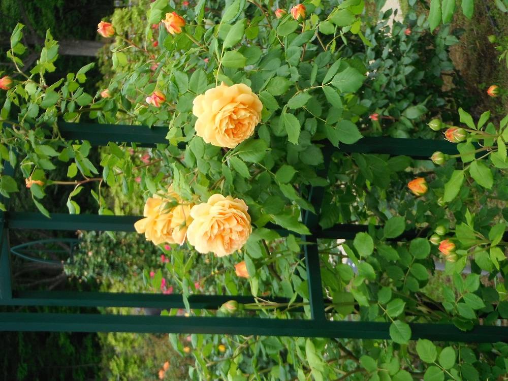 DSCF1121 - コピー.jpg