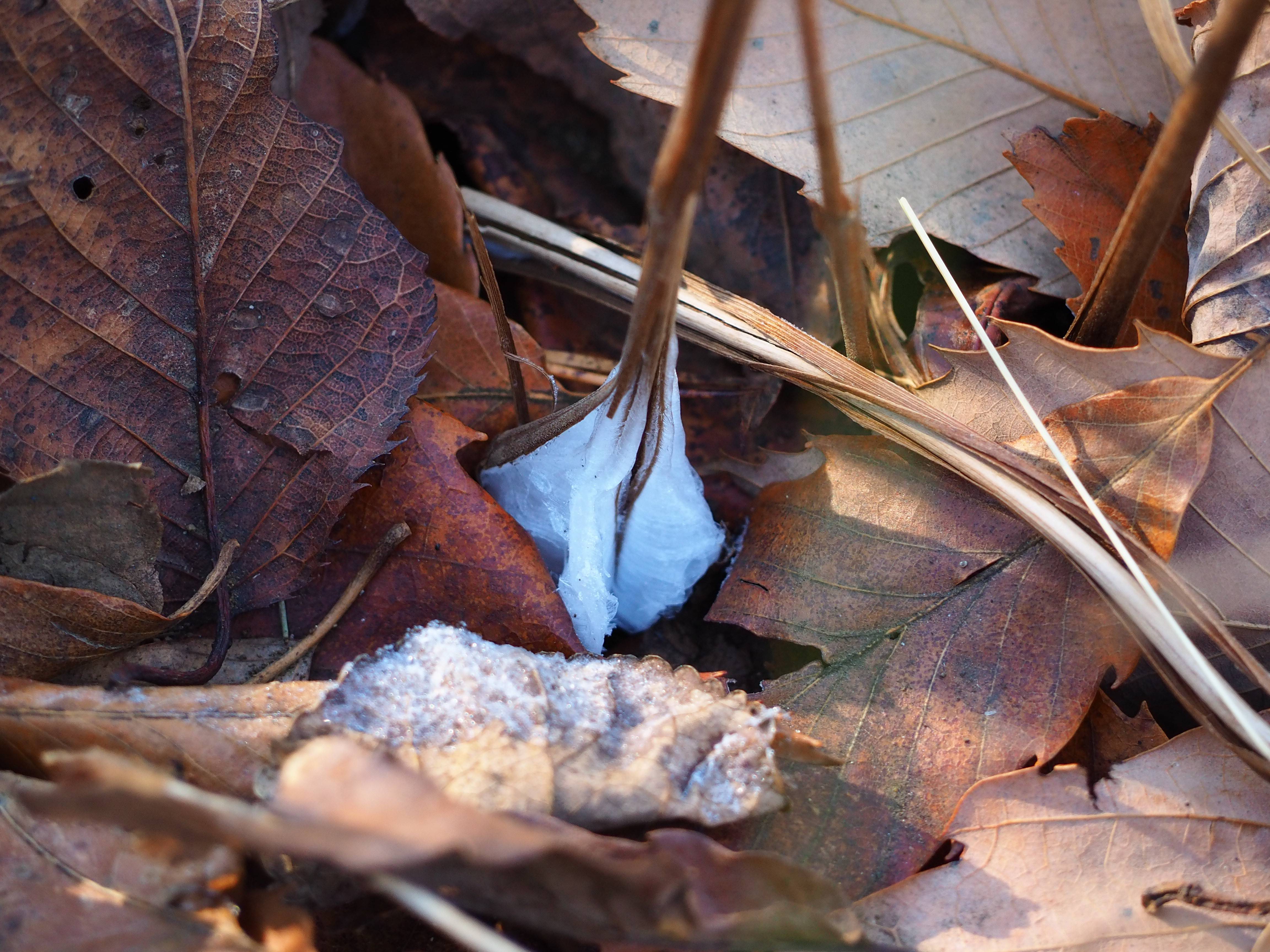 P1300309 - コピー.jpg