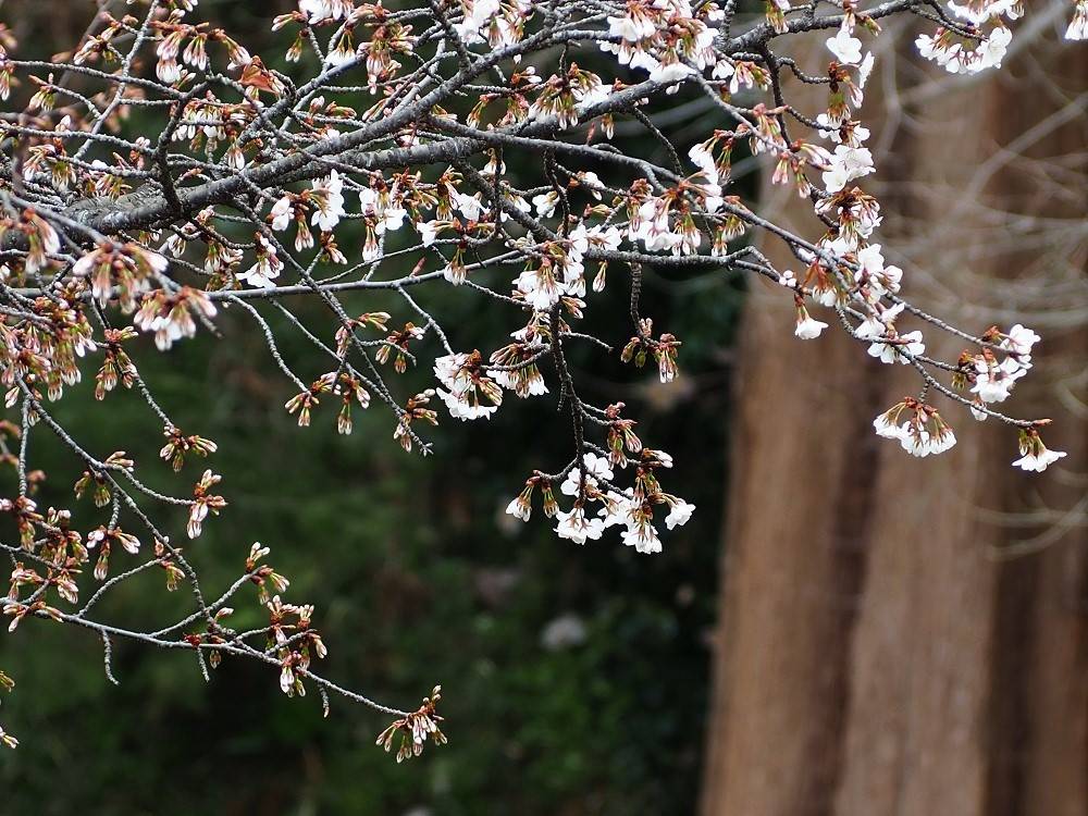 P3050352 - コピー.jpg