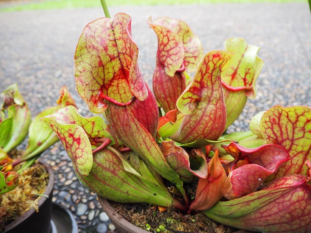 食虫植物展 開催のお知らせ イベント 講座 教室情報 こども植物園公式サイト 公益財団法人 横浜市緑の協会