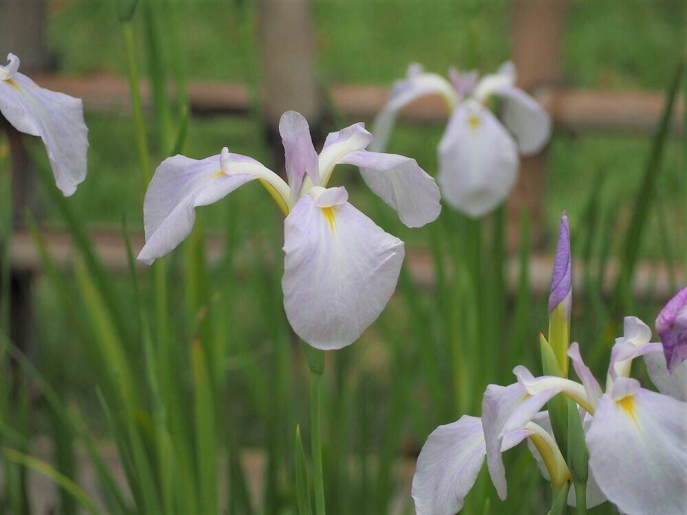 P6160038 - コピー.jpg