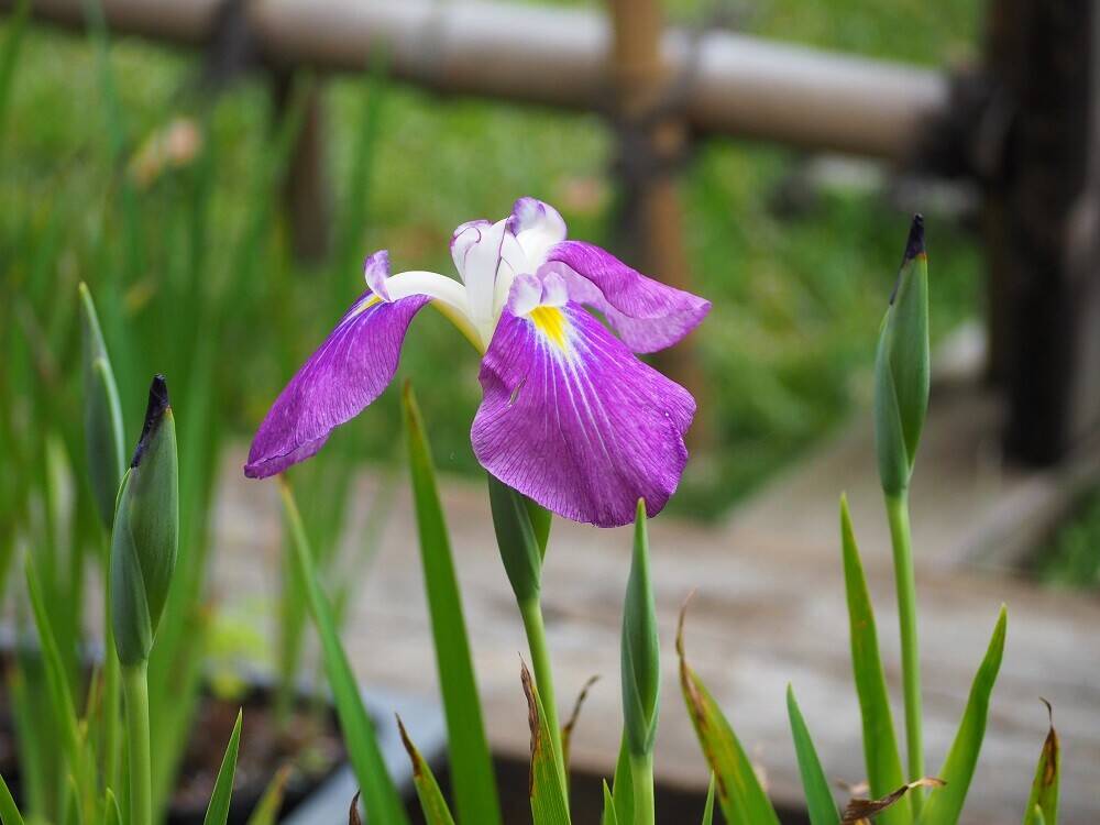 P6120034 - コピー.jpg