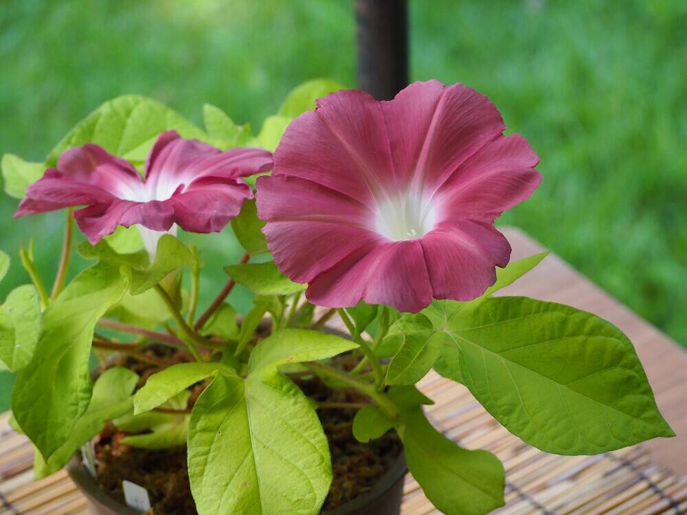 P8020059 - コピー.jpg