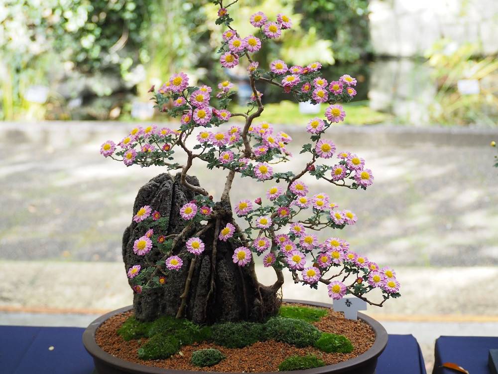 PB020259 - コピー.jpg