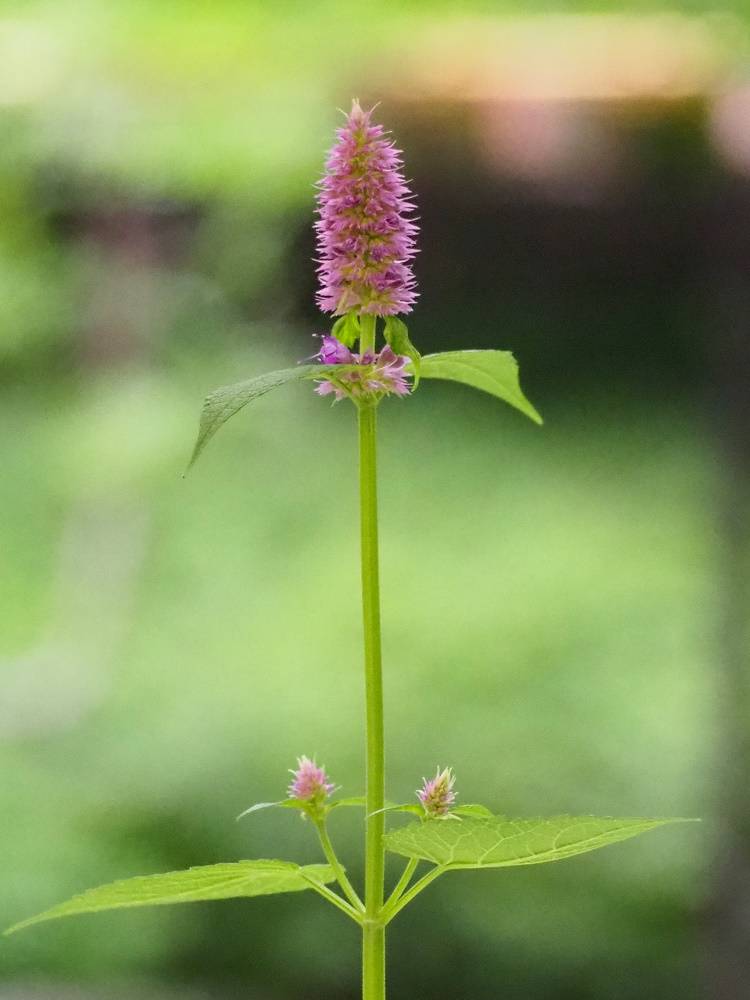 P6080517 - コピー.jpg