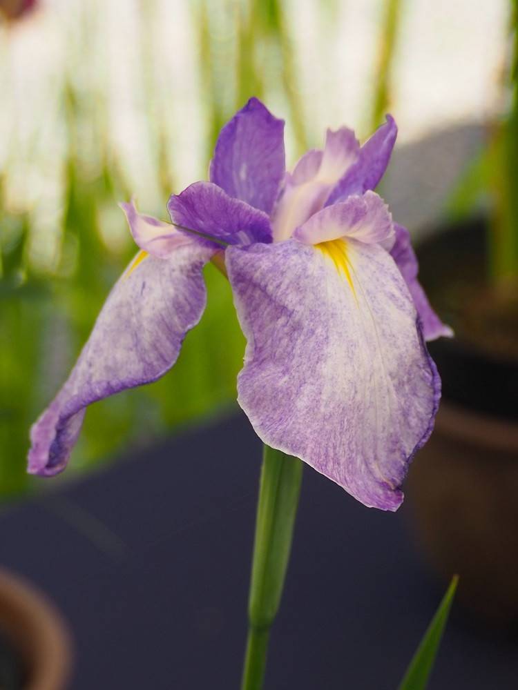 P6110509 - コピー.jpg