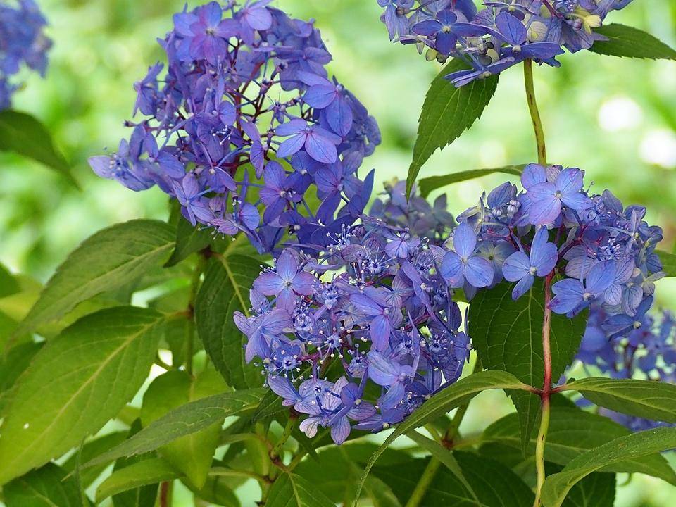 P5220506 - コピー.jpg