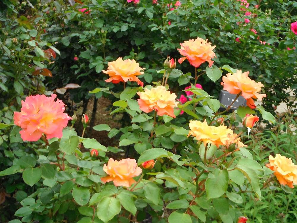 DSCF1116 - コピー.jpg