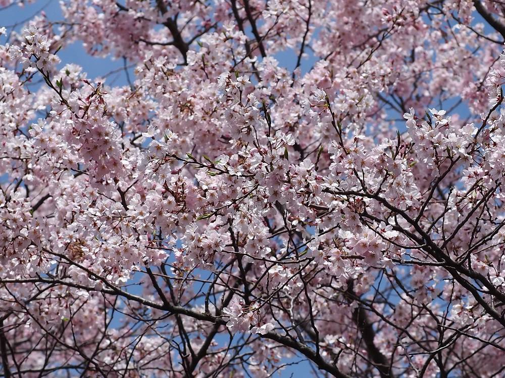 P4020540 - コピー.jpg