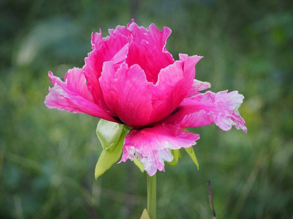 PA210185 - コピー.jpg