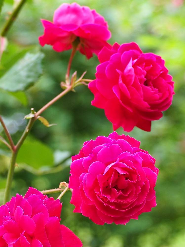 P5300515 - コピー.jpg