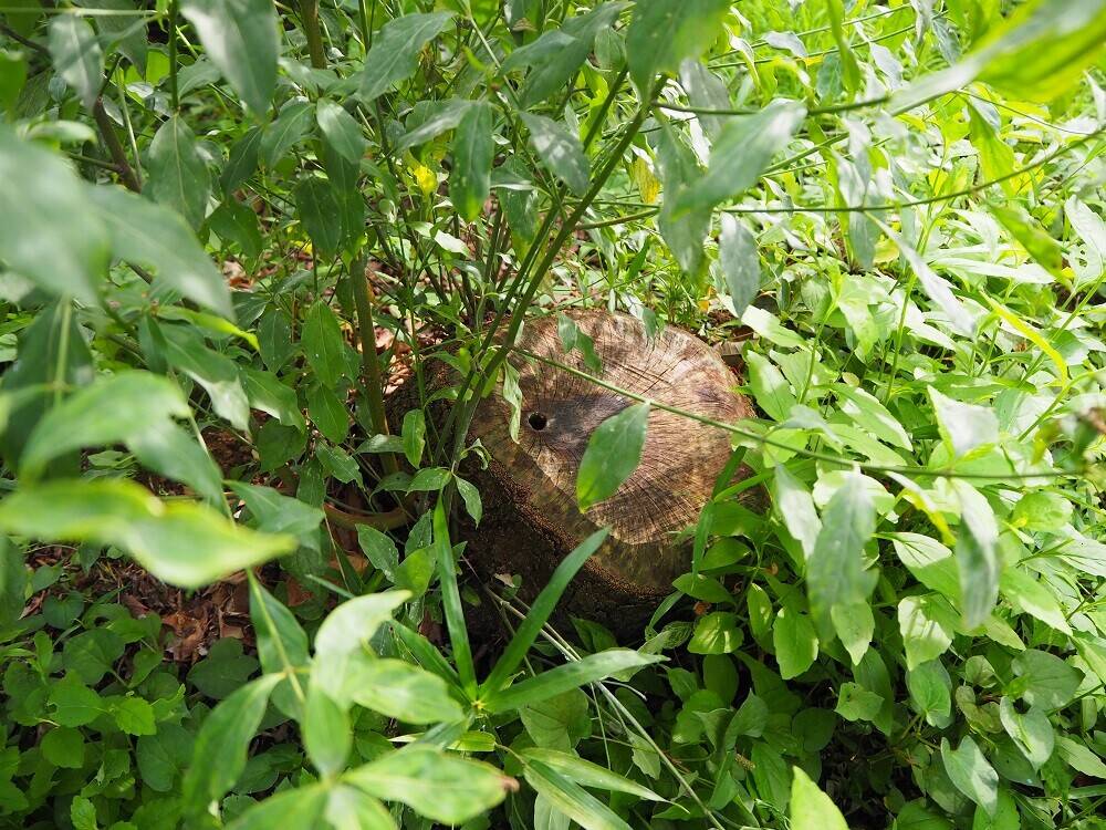 P8100078 - コピー.jpg