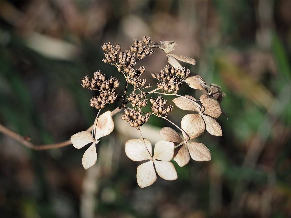 P1090265 - コピー.jpg