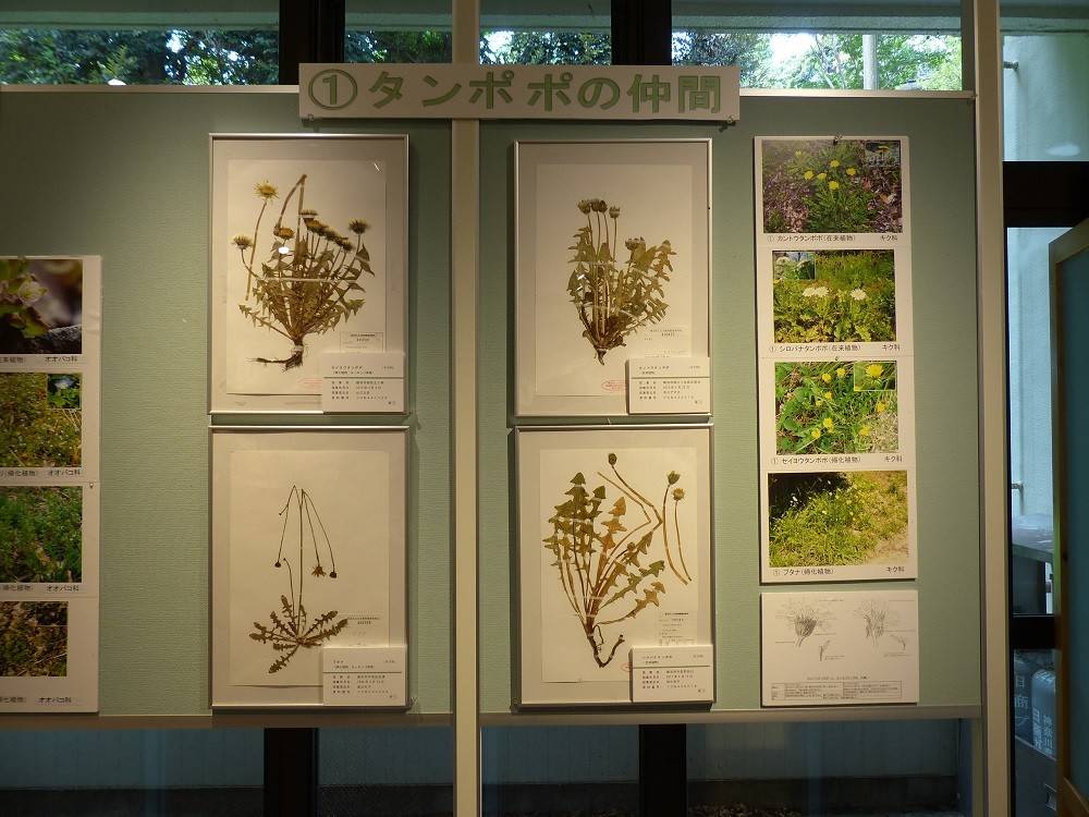 植物会展示05.jpg