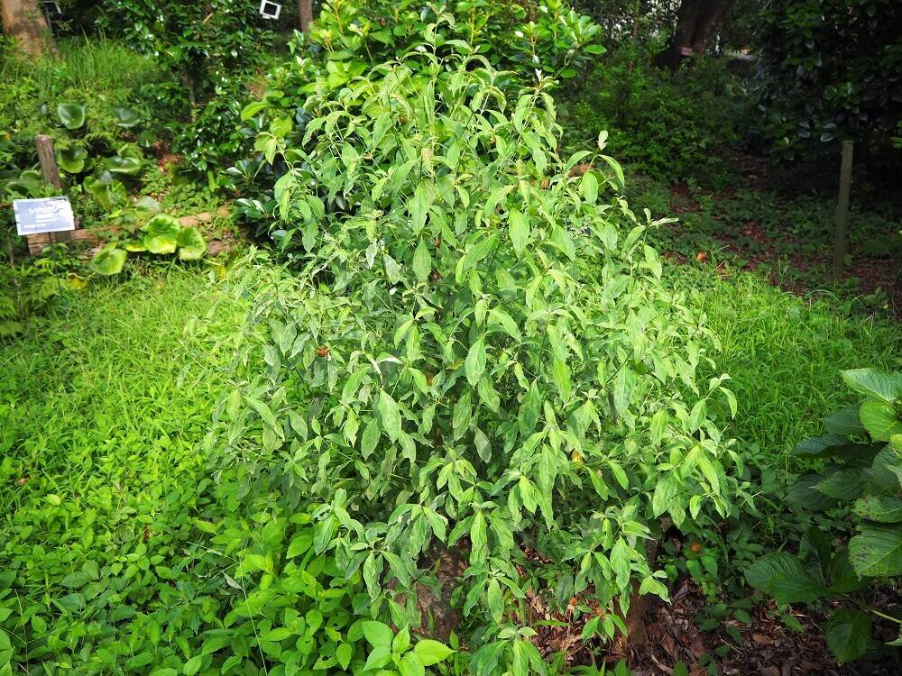 P8100075 - コピー.jpg