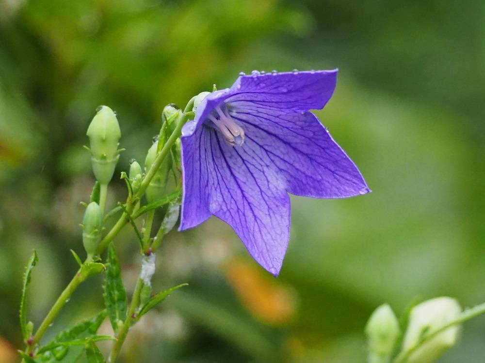 P7130598 - コピー.jpg