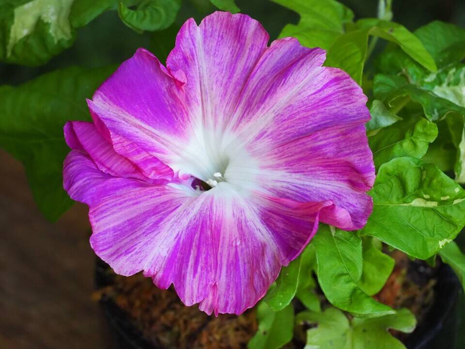 P8020052 - コピー.jpg