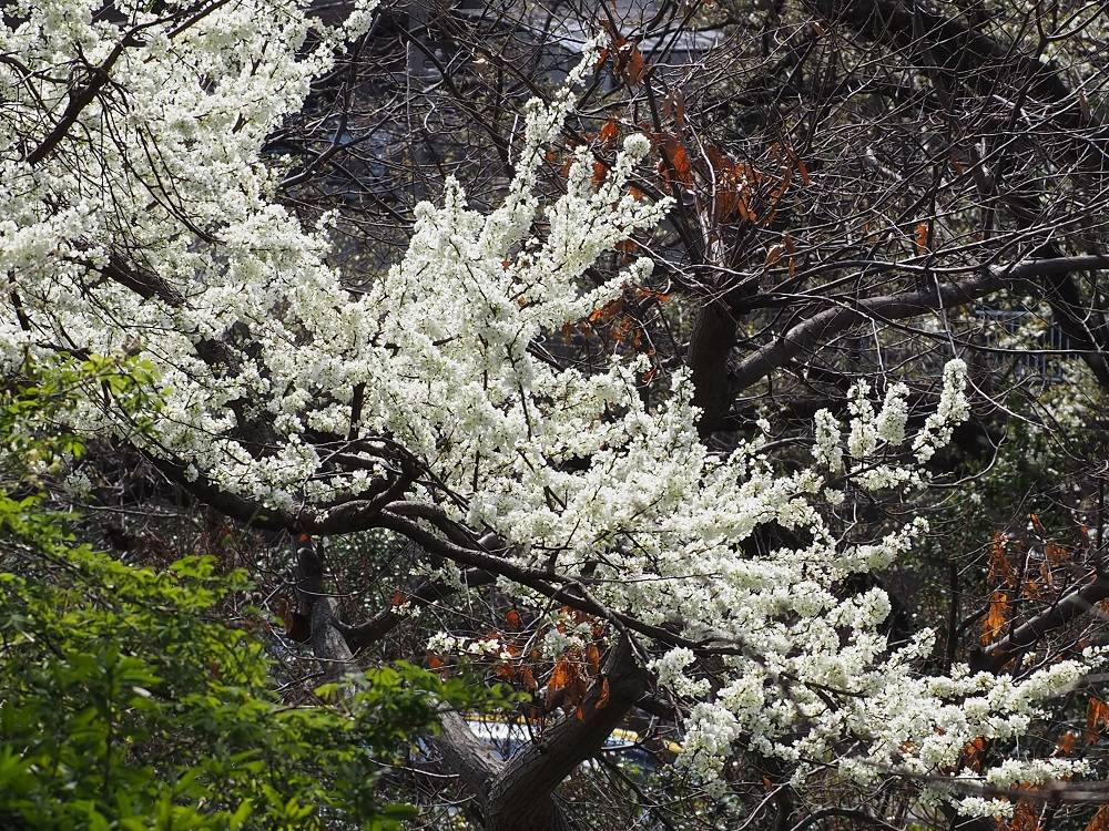 P3280545 - コピー.jpg